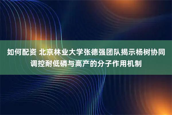 如何配资 北京林业大学张德强团队揭示杨树协同调控耐低磷与高产的分子作用机制