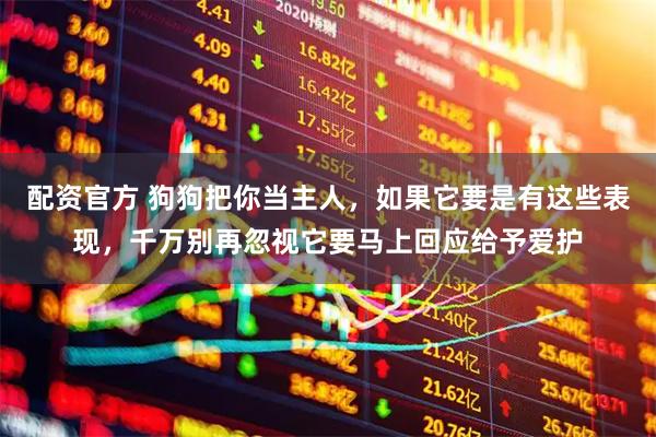 配资官方 狗狗把你当主人，如果它要是有这些表现，千万别再忽视它要马上回应给予爱护